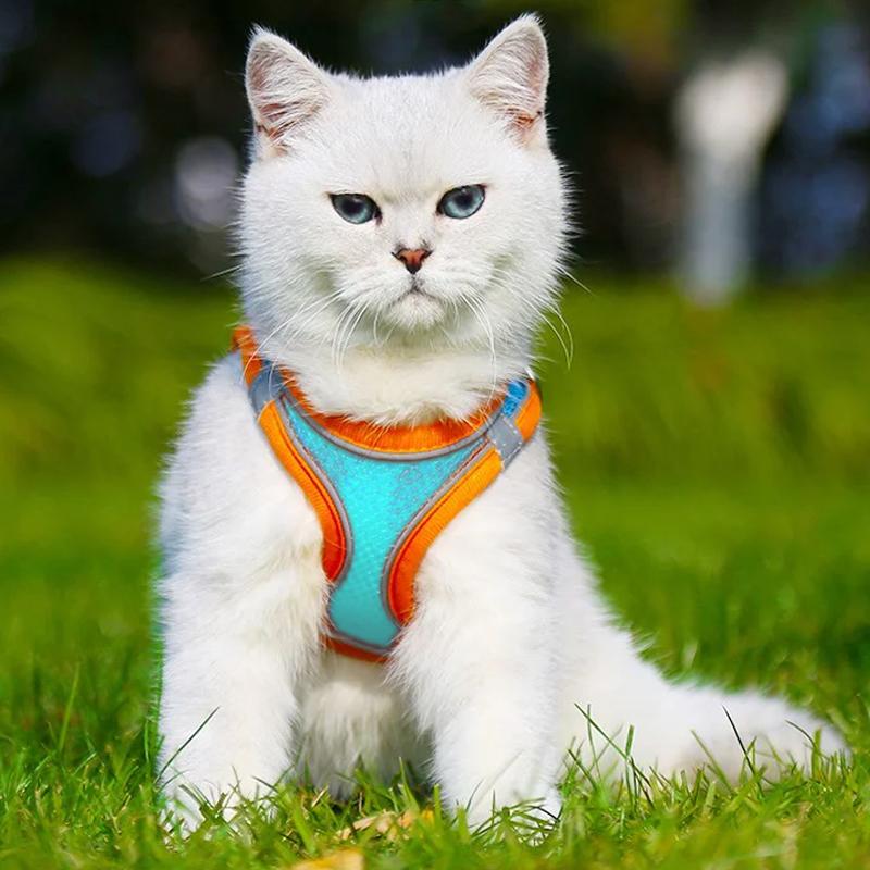 BowLift | Pet Chest Harness