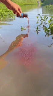 BowLift | Fish Attractant Liquid