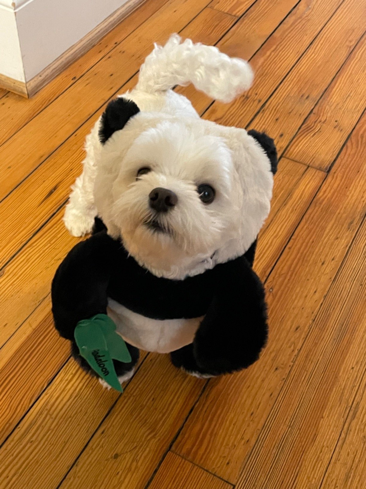 BowLift | Pandaloon Dog and Pet Costume Set