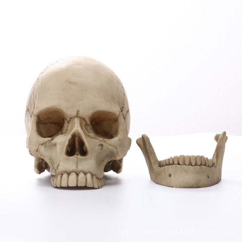 BowLift | 1:1 Human Head Skull Statue for Home Decor Resin Figures Halloween Decoration Sculpture Medical Teaching Sketch Model Craft