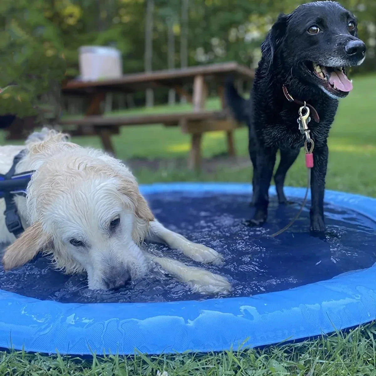 SplashyPaws • Splash Pad