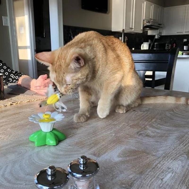 BowLift | Interactive Bird Toy for Cats