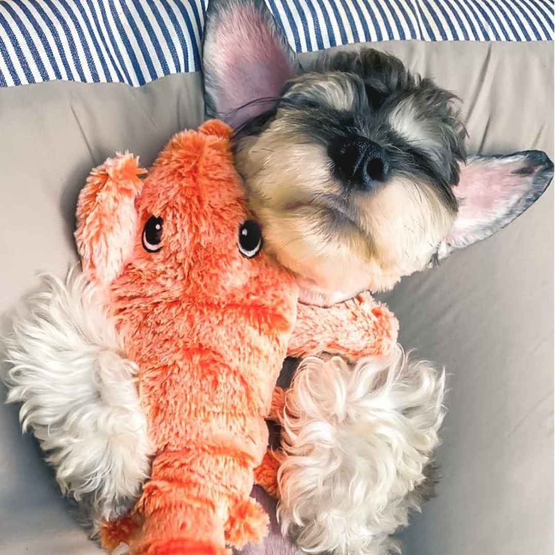 Lobster Laughs • Interactive Dog Toy