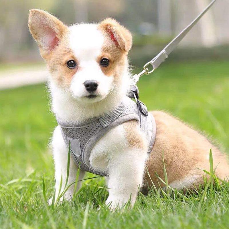 BowLift | Reflective Safety Dog Harness and Leash Set Offer