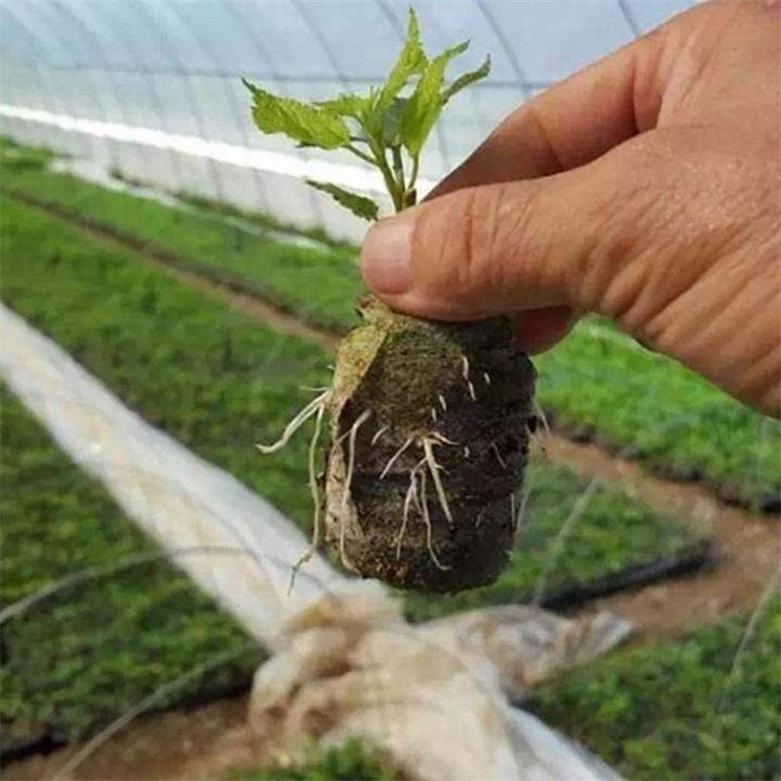 BowLift | Nursery Nutrition Block