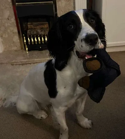 BowLift | Indestructible Dog Toy Bear – Strong Chew Toy for Heavy Chewers