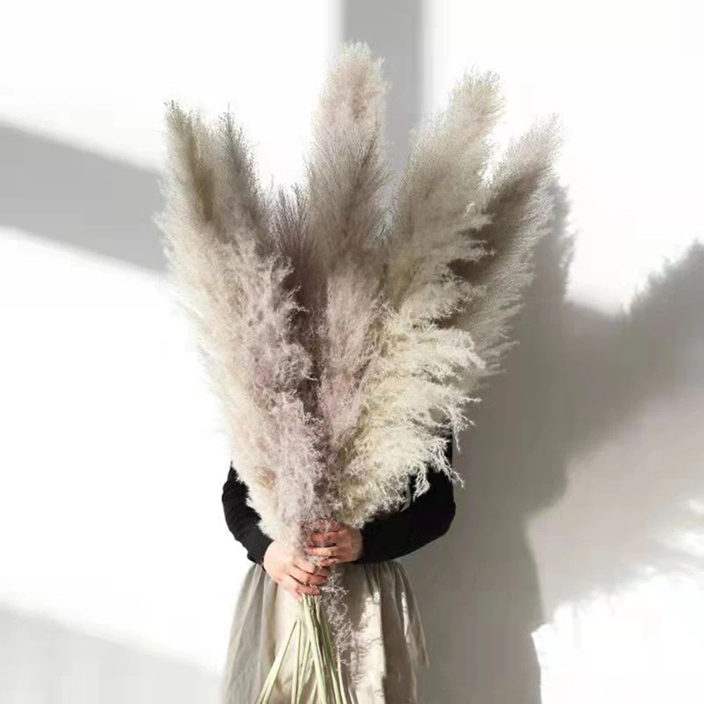 BowLift | FeatherFawn - Dried Pampas Flowers