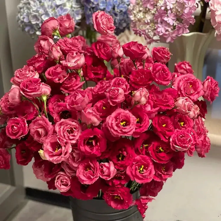 BowLift | 200 Seeds Eustoma - Thornless Rose Seeds – Fast Germination & Long Blooming Period