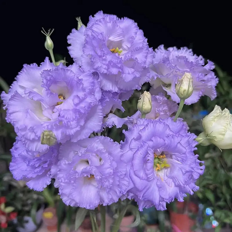BowLift | 200 Seeds Eustoma - Thornless Rose Seeds – Fast Germination & Long Blooming Period