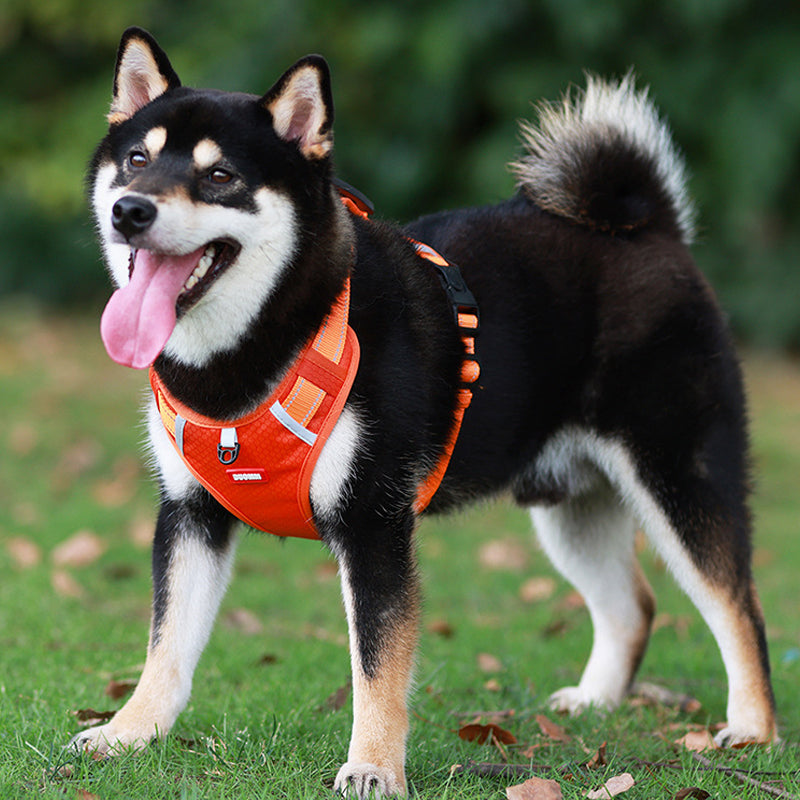 BowLift | Reflective Dog Harness