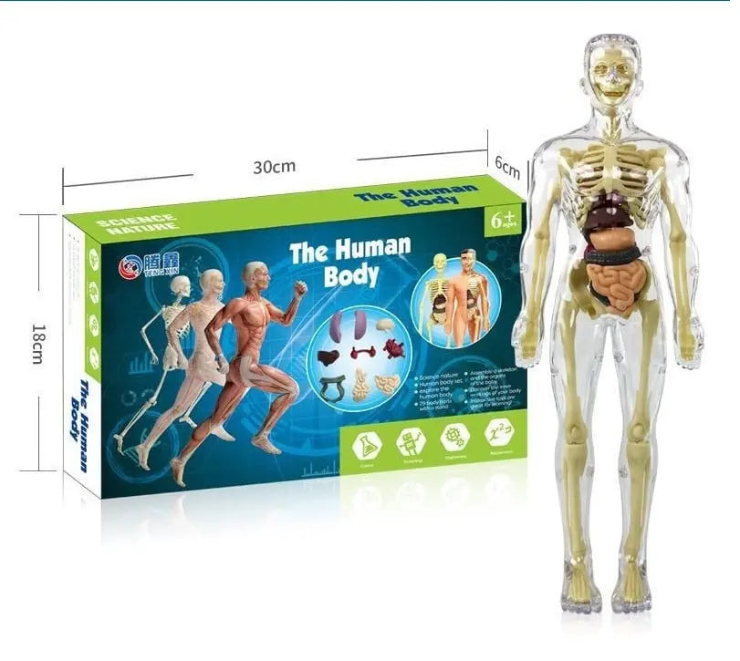 BowLift | 3D model of the human body – Playful anatomy learning