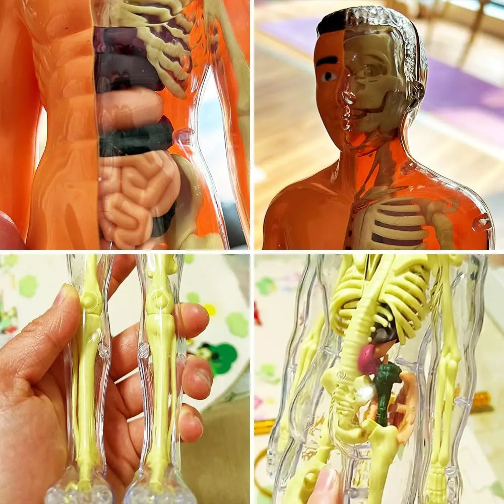 BowLift | 3D model of the human body – Playful anatomy learning