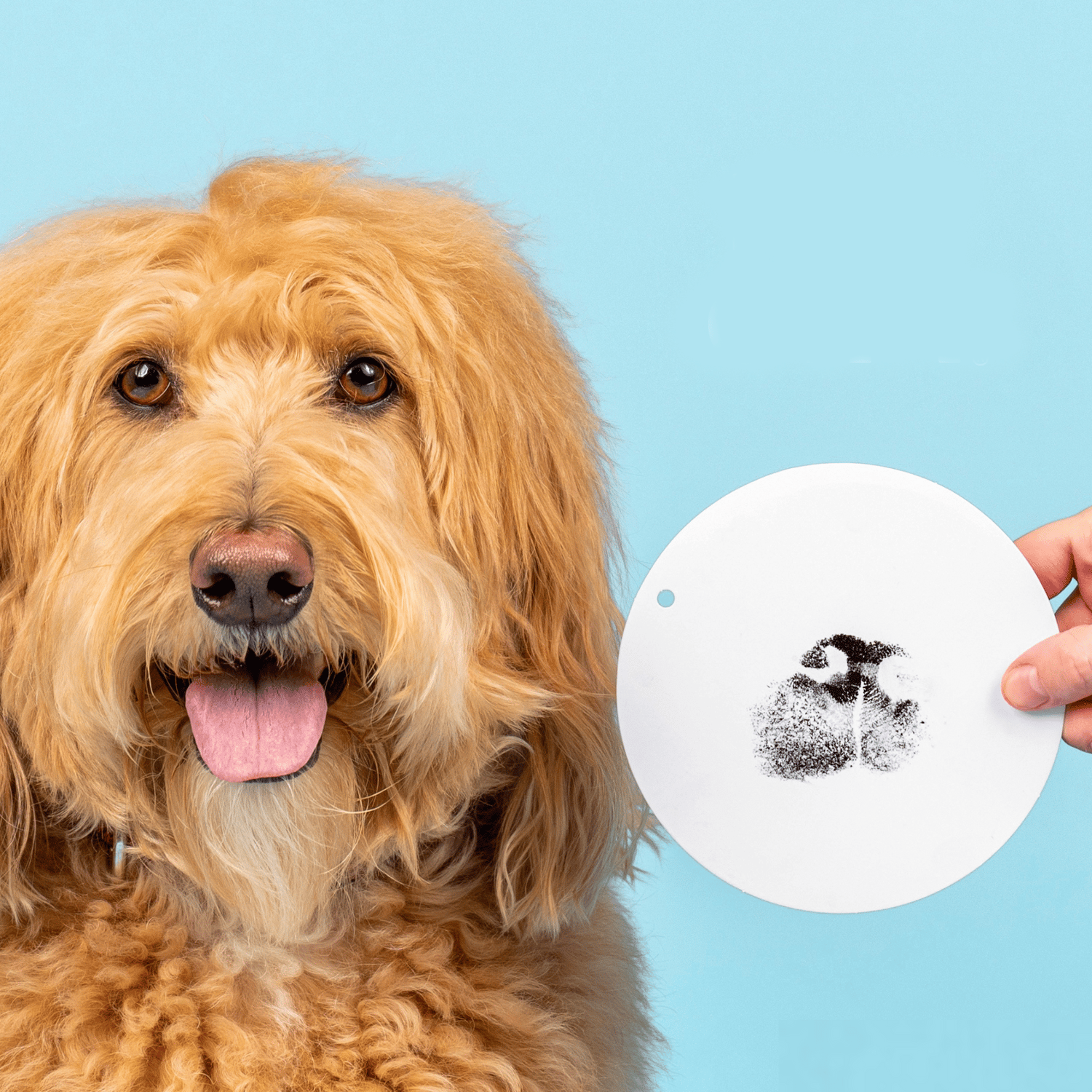 BowLift | Paw Print Stamp Pad
