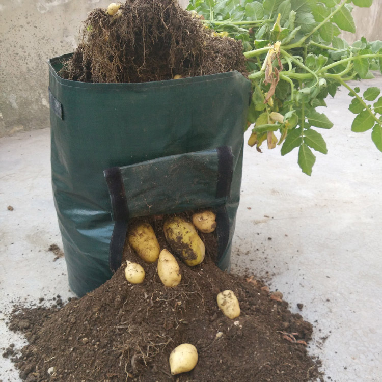 BowLift | Planting bag for potatoes – Reusable and with viewing window