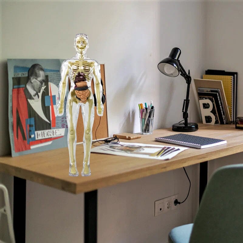 BowLift | 3D human body torso model for children anatomy model skeleton