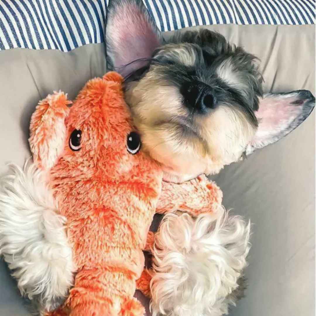 Lobster Laughs • Interactive Dog Toy