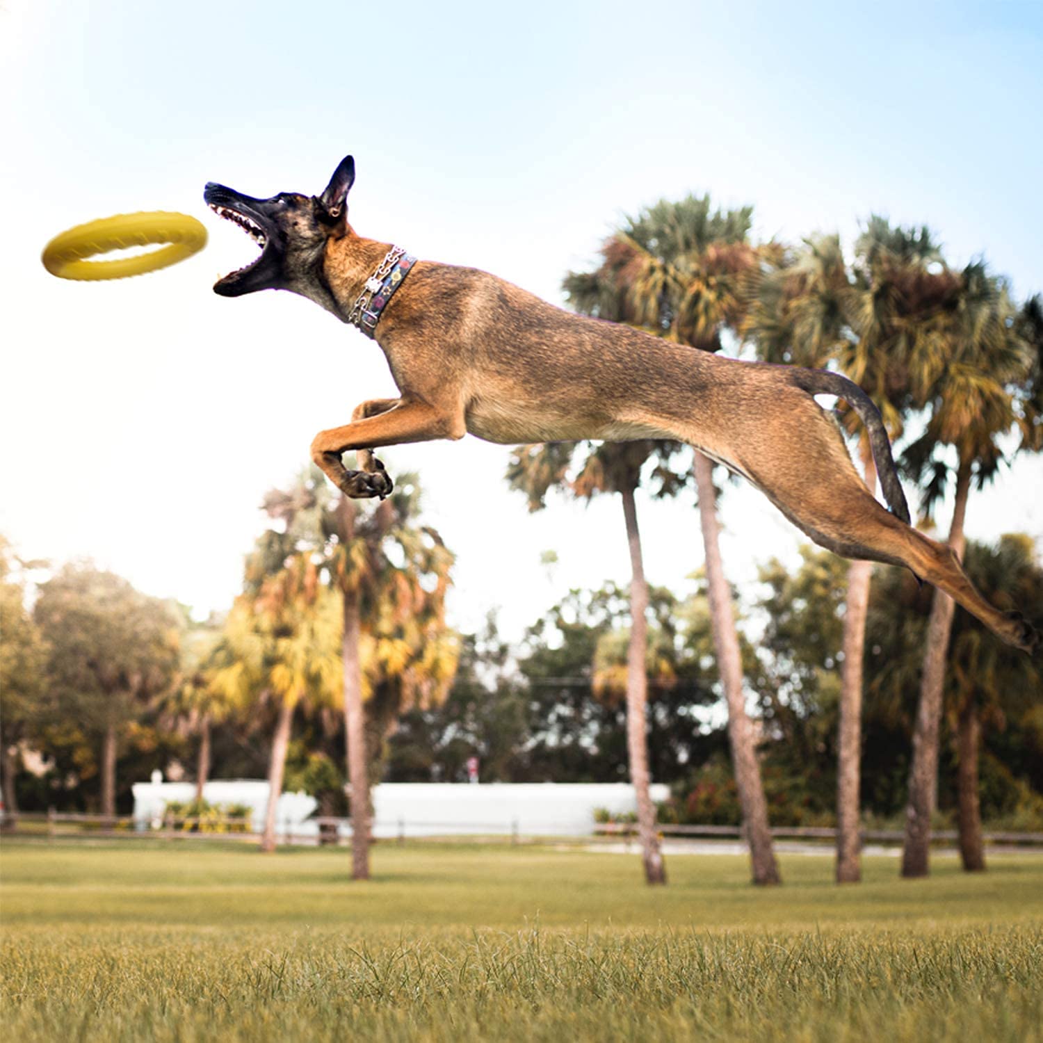 AeroFetch • Interactive Dog Toy