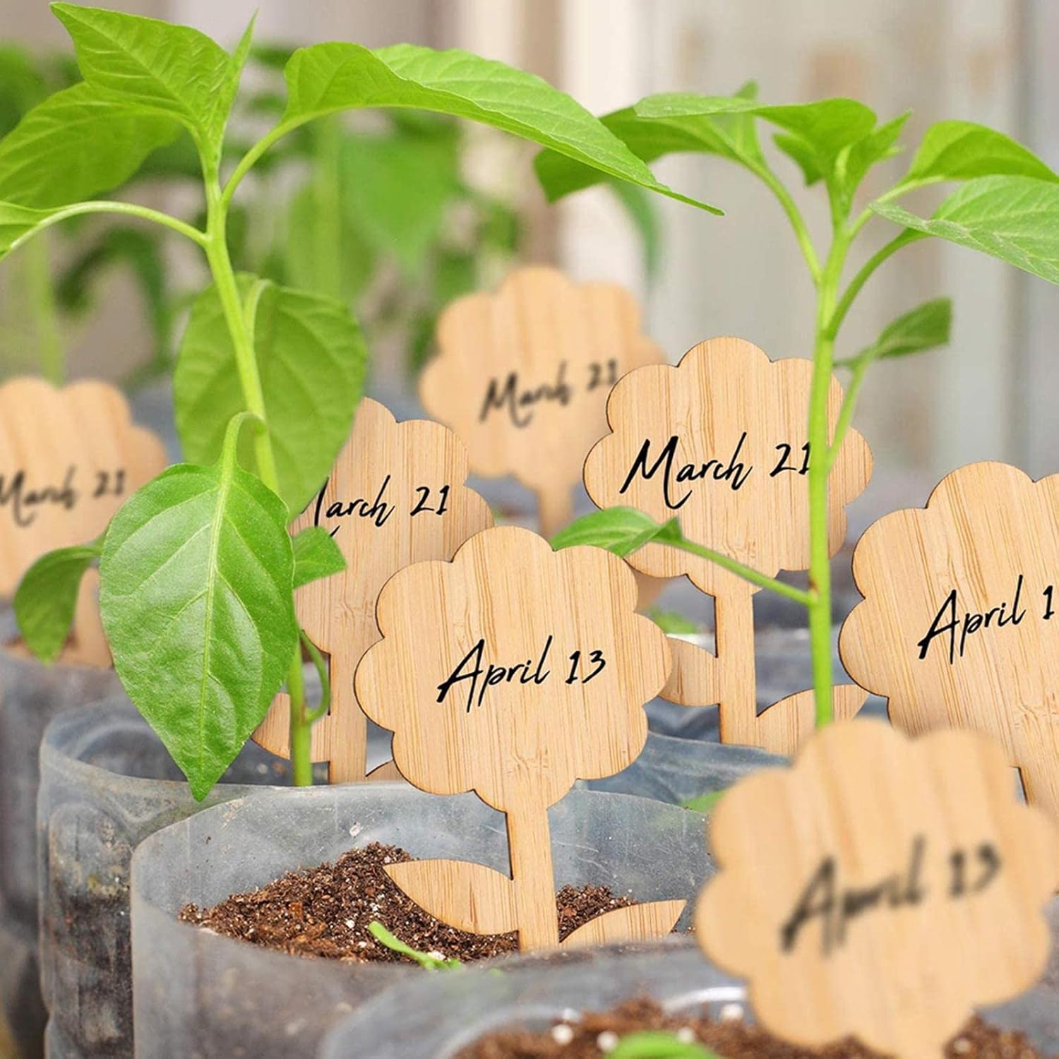 BowLift | Plant labels made of wood for garden and balcony – Rewritable labels for herbs and plants