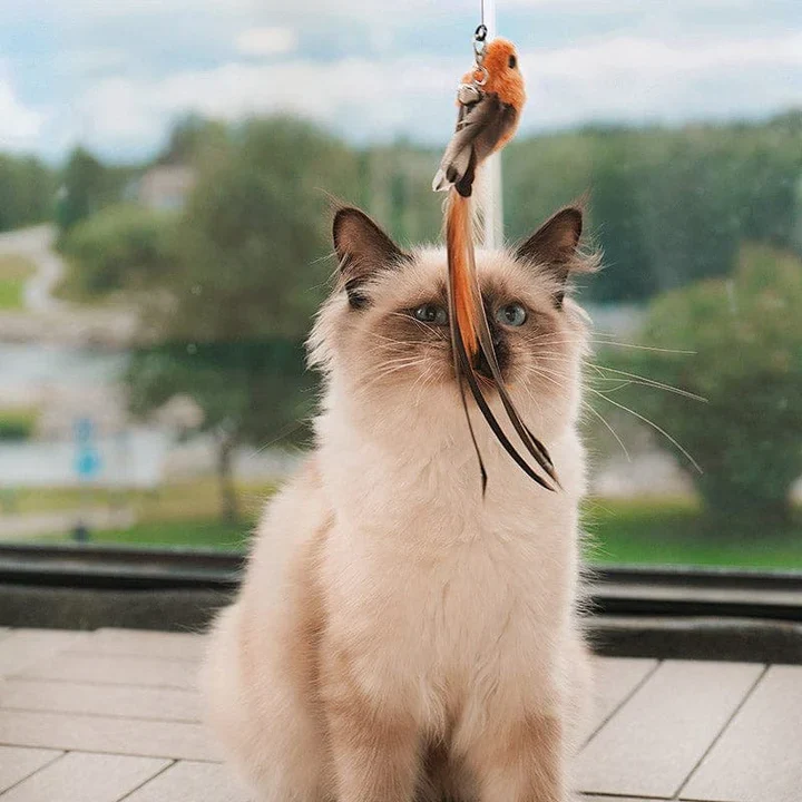 BowLift | Interactive Bird Simulation Cat Toy Set