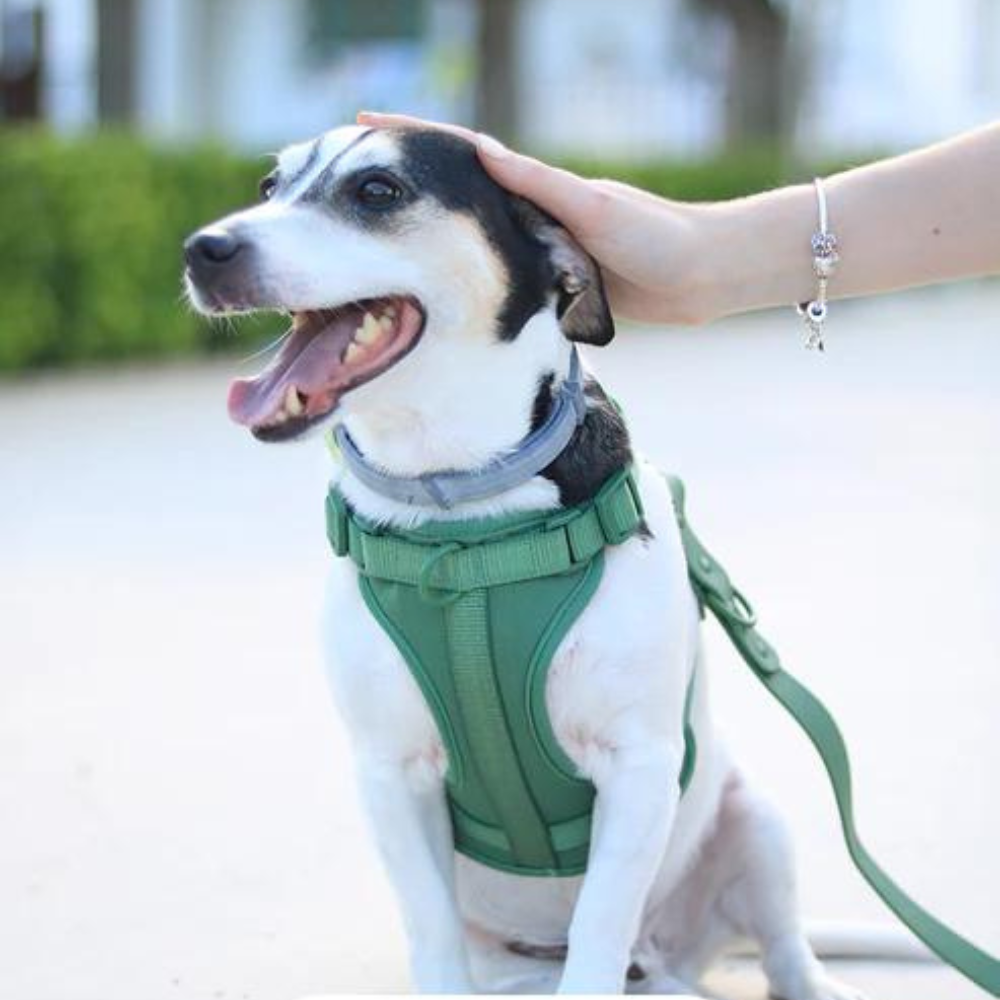 PaddedControl • No Pull Dog Harness