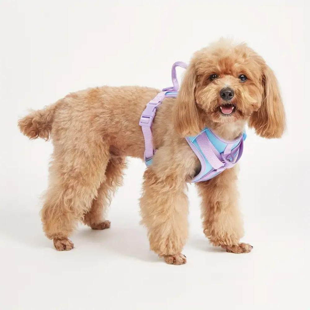 EasyWalk •  No Pull Dog Harness