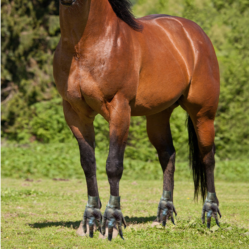 BowLift | Funny Feet For Horse