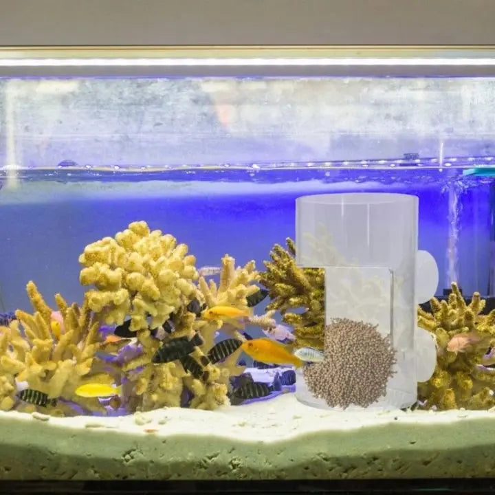 BowLift | Aquarium Feeding Station with Suction Cups – Clean & Targeted Feeding