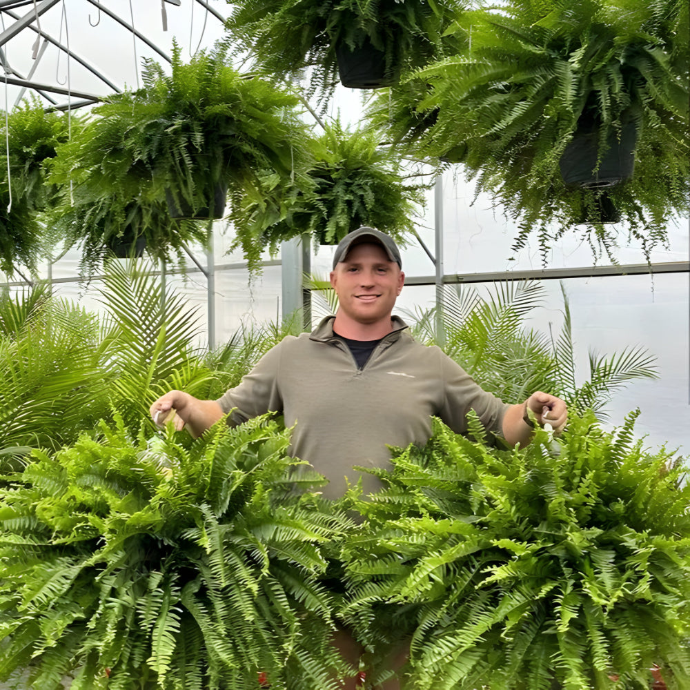 BowLift | Artificial Boston Fern Home Decor Plant