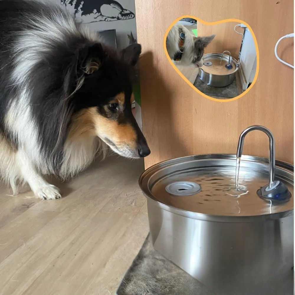 BowLift | Automatic Stainless Steel Water Fountain Pet Drinking Bowl