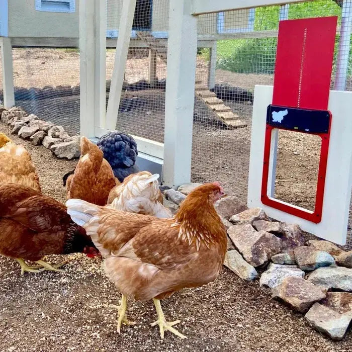 BowLift | Automatic Chicken Coop Door - Weatherproof & Predator Safe with Easy Installation