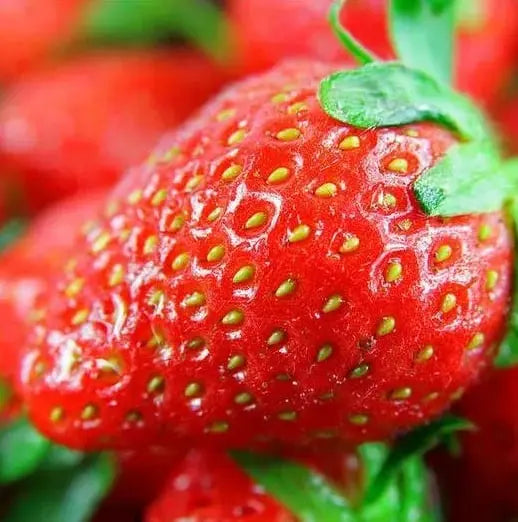 BowLift | CREAM-STRAWBERRY –Year-round strawberry seeds–High yield!