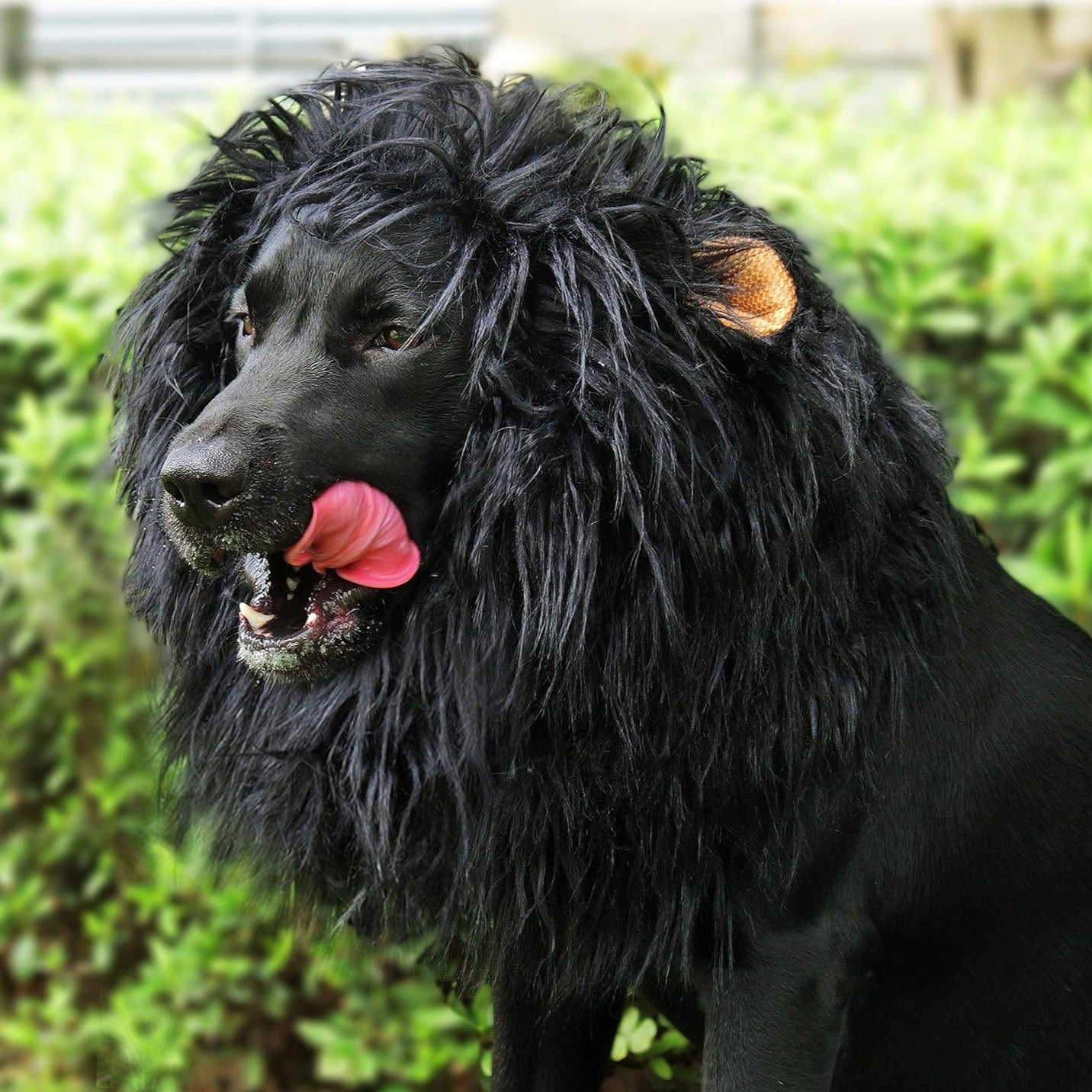 BowLift | Halloween Dog Costume Lion Mane Wig