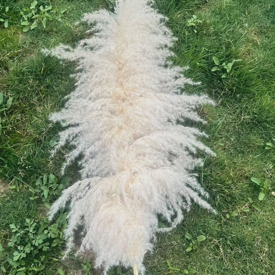 BowLift | Large fluffy pampas grass
