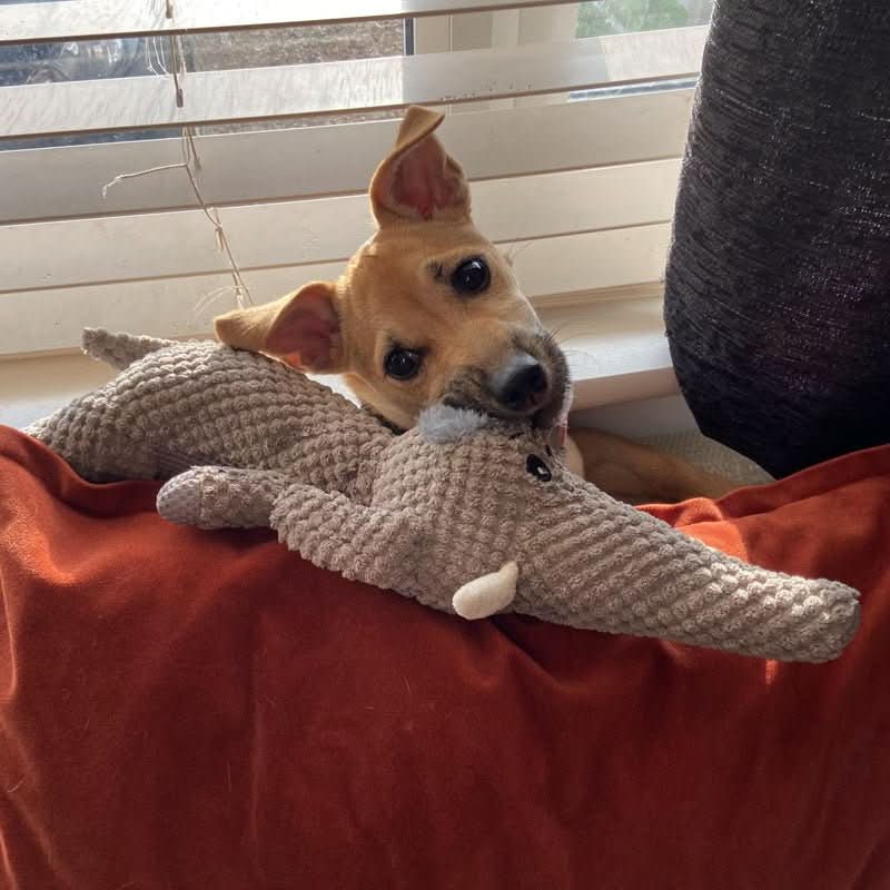 BowLift | Indestructible dog toy made of denim fabric for small & large dogs