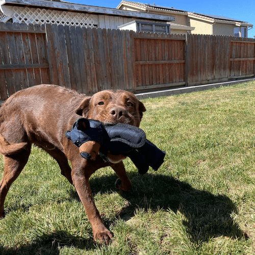 BowLift | Interactive Dog Toy with Squeaker
