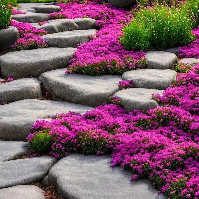 BowLift | Creeping thyme seeds for fragrant, foot traffic resistant ground covers
