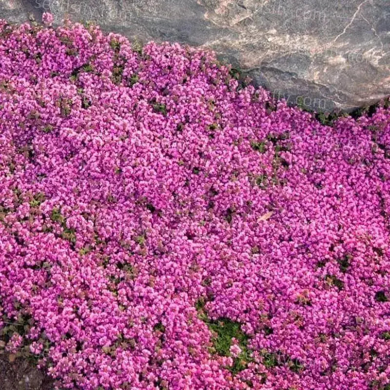 BowLift | Creeping thyme seeds for fragrant, foot traffic resistant ground covers