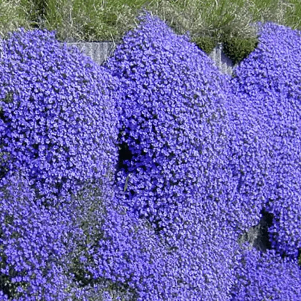 BowLift | Creeping thyme seeds for fragrant, foot traffic resistant ground covers