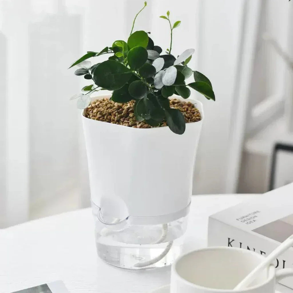 BowLift | Plantilo Self-watering Flower Pot | Transparent | Automatic Water Supply | For Houseplants