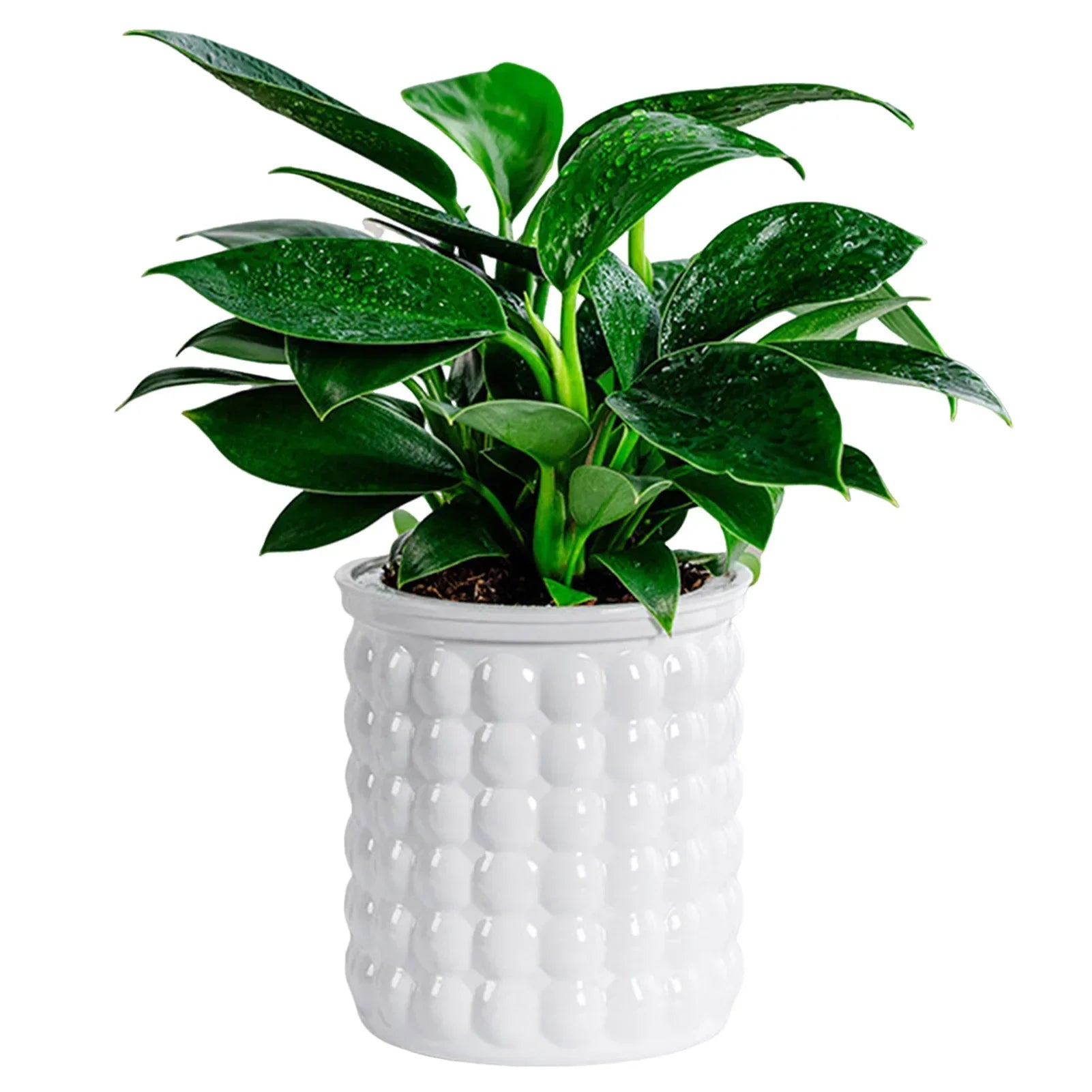 BowLift | Hydropura Flowerpot | Self-watering & Soil-free | Modern & Easy to Care | Set of 3