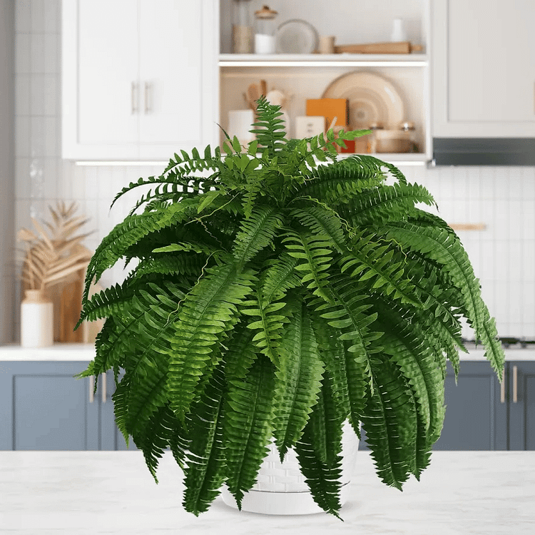 BowLift | EverGreen Boston Fern – Artificial Plant with UV Protection and Weather Resistant Design