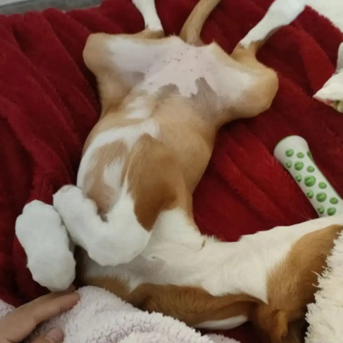 BowLift | Fragrant Dog Toy with Gentle Herbal Infusion