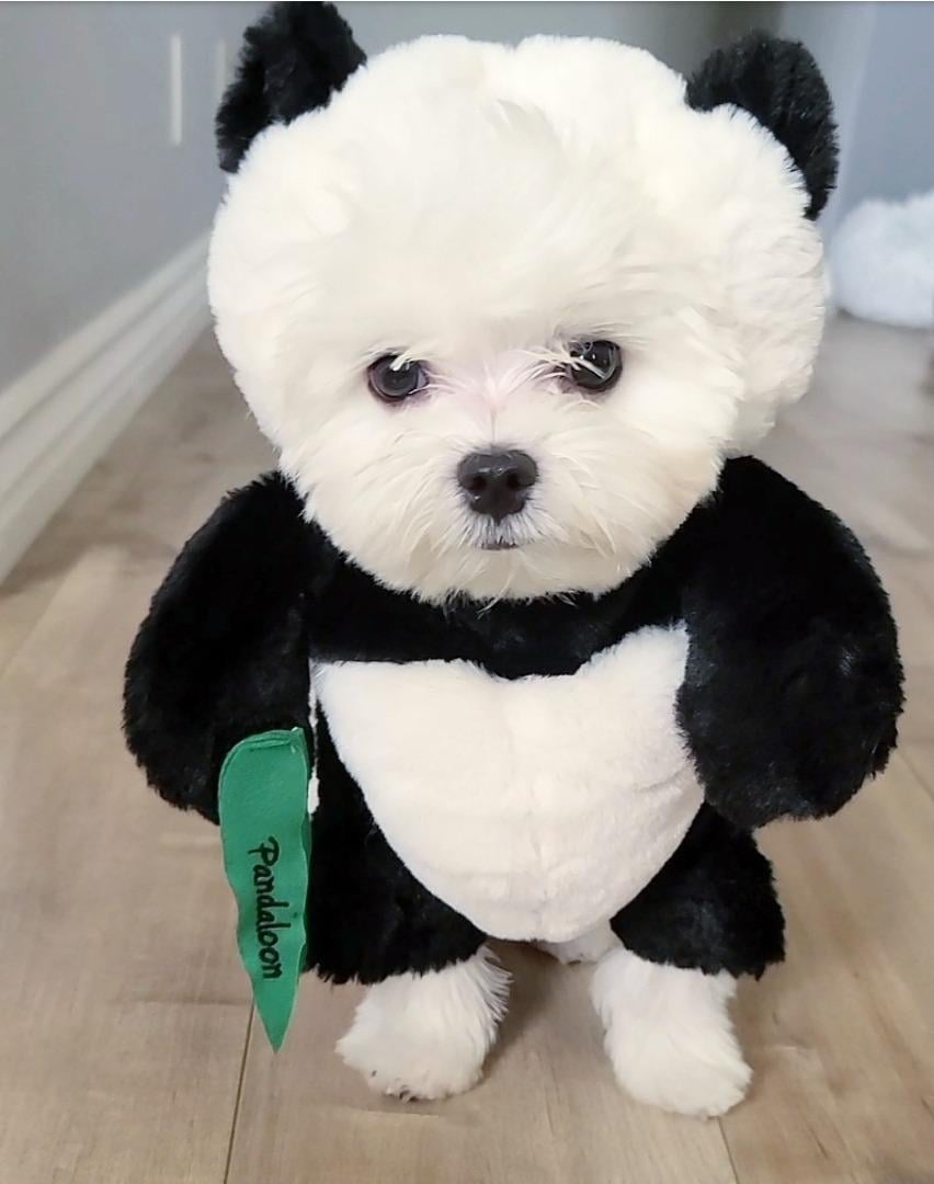 BowLift | Pandaloon Dog and Pet Costume Set