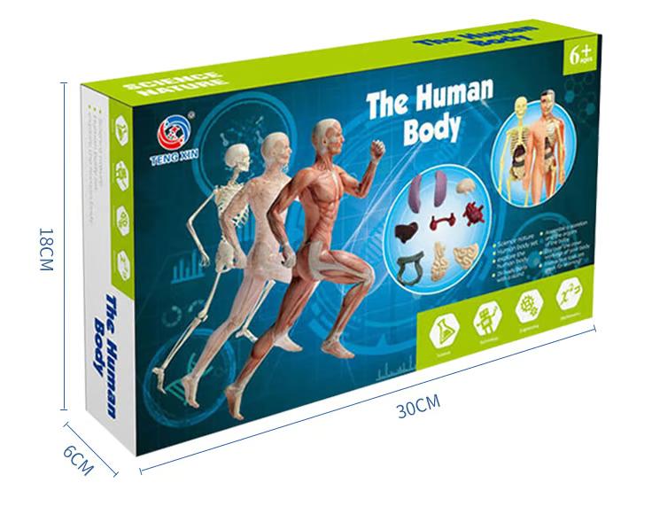 BowLift | Clear Human Body Structure Model