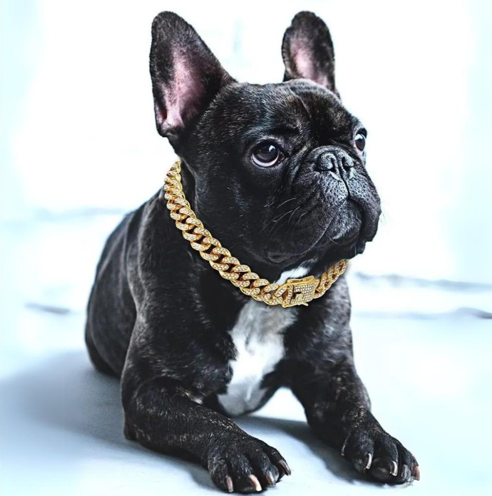 BlingPaws • Dog Gold Chain Collar - Dog Gold Chain Collar - BowLift