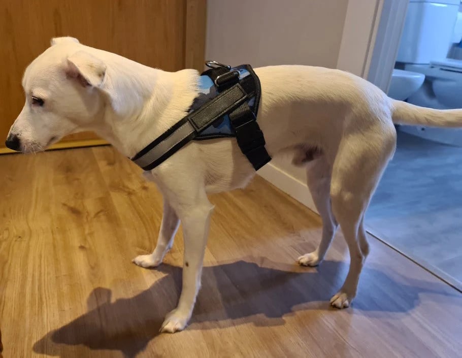 BowLift | Anti Choke Dog Harness