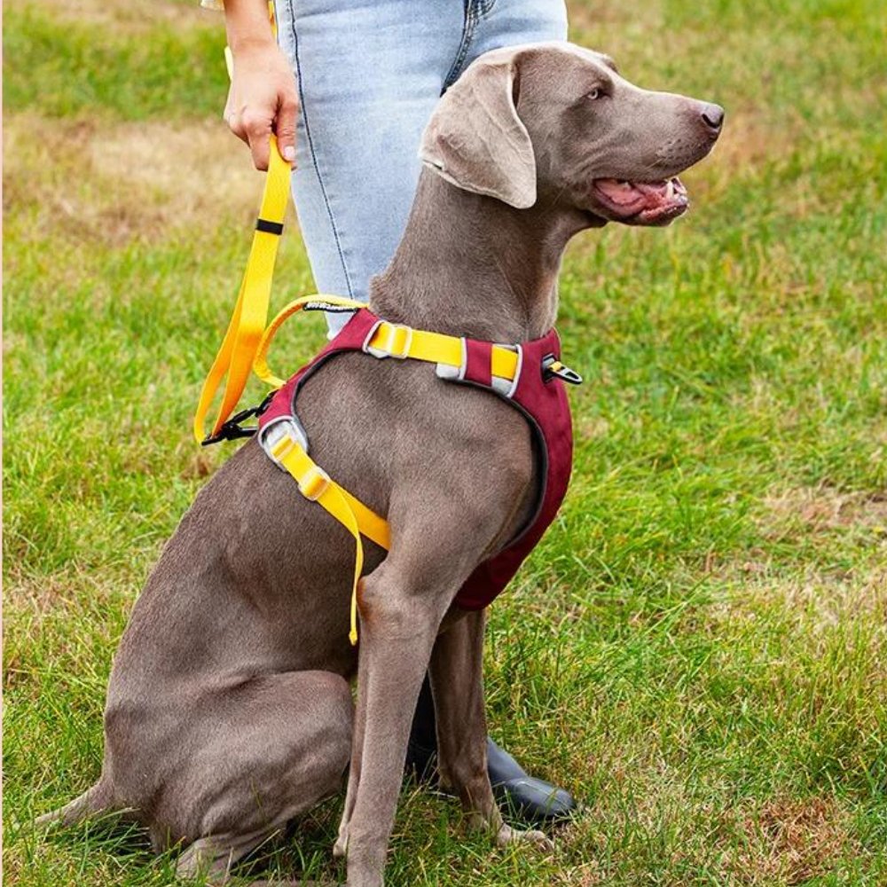 ComfortFit • No Pull Dog Harness - No Pull Dog Harness - BowLift