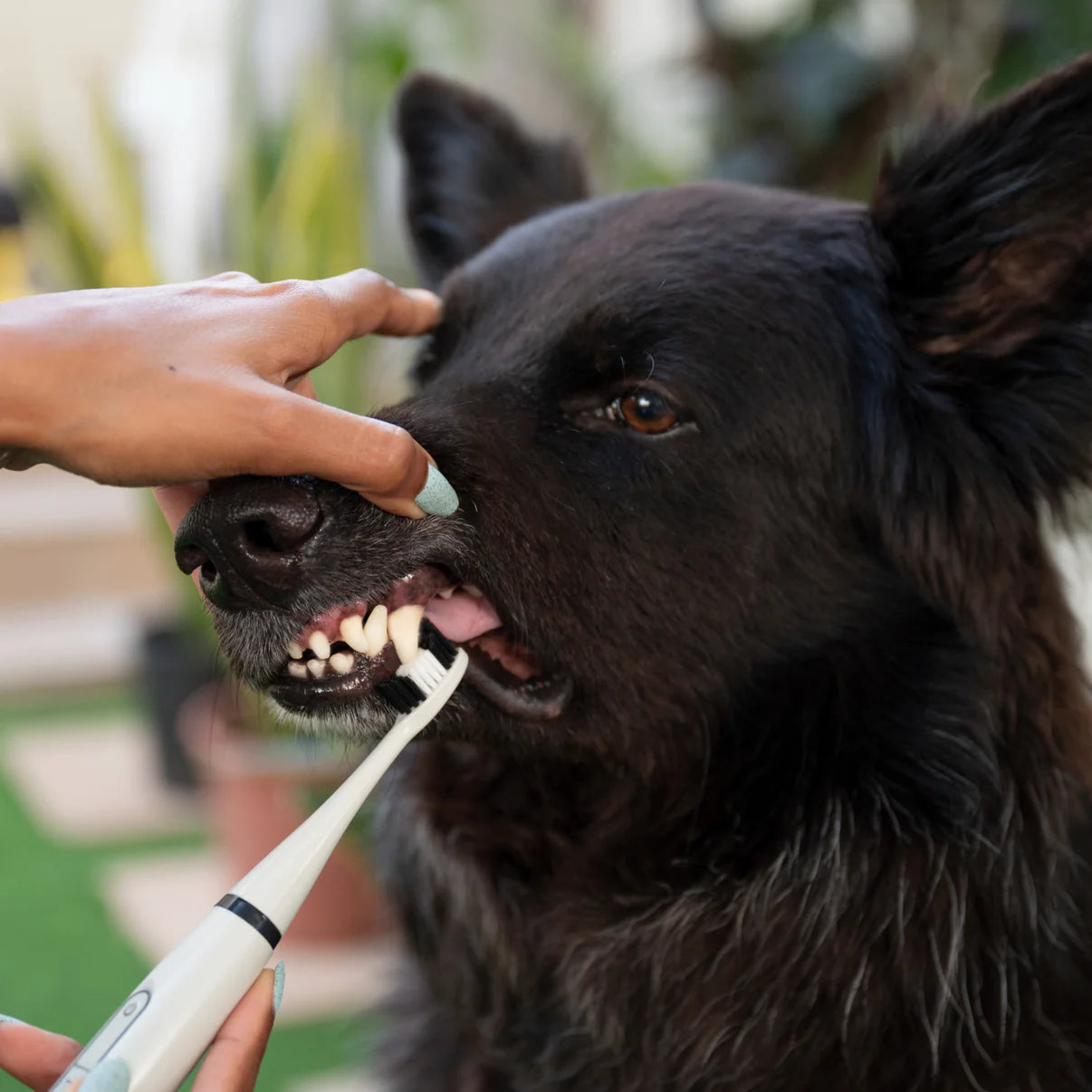 Dental Kit • Tooth Cleaner for Dogs