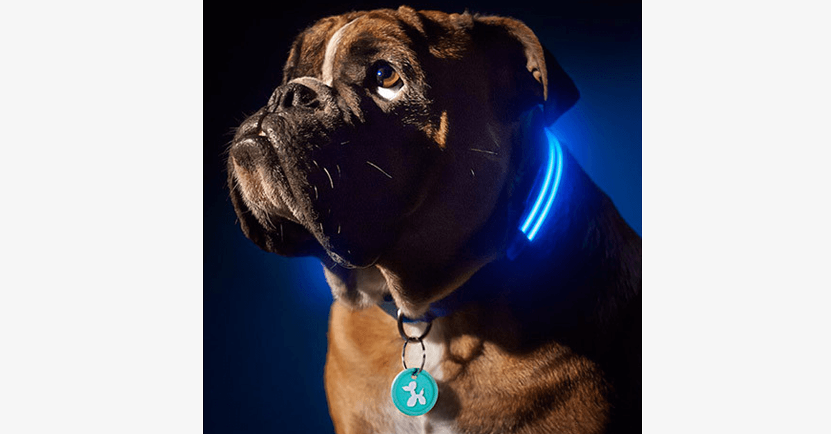 BowLift | LED Dog Collar – Keep an eye on your pet!