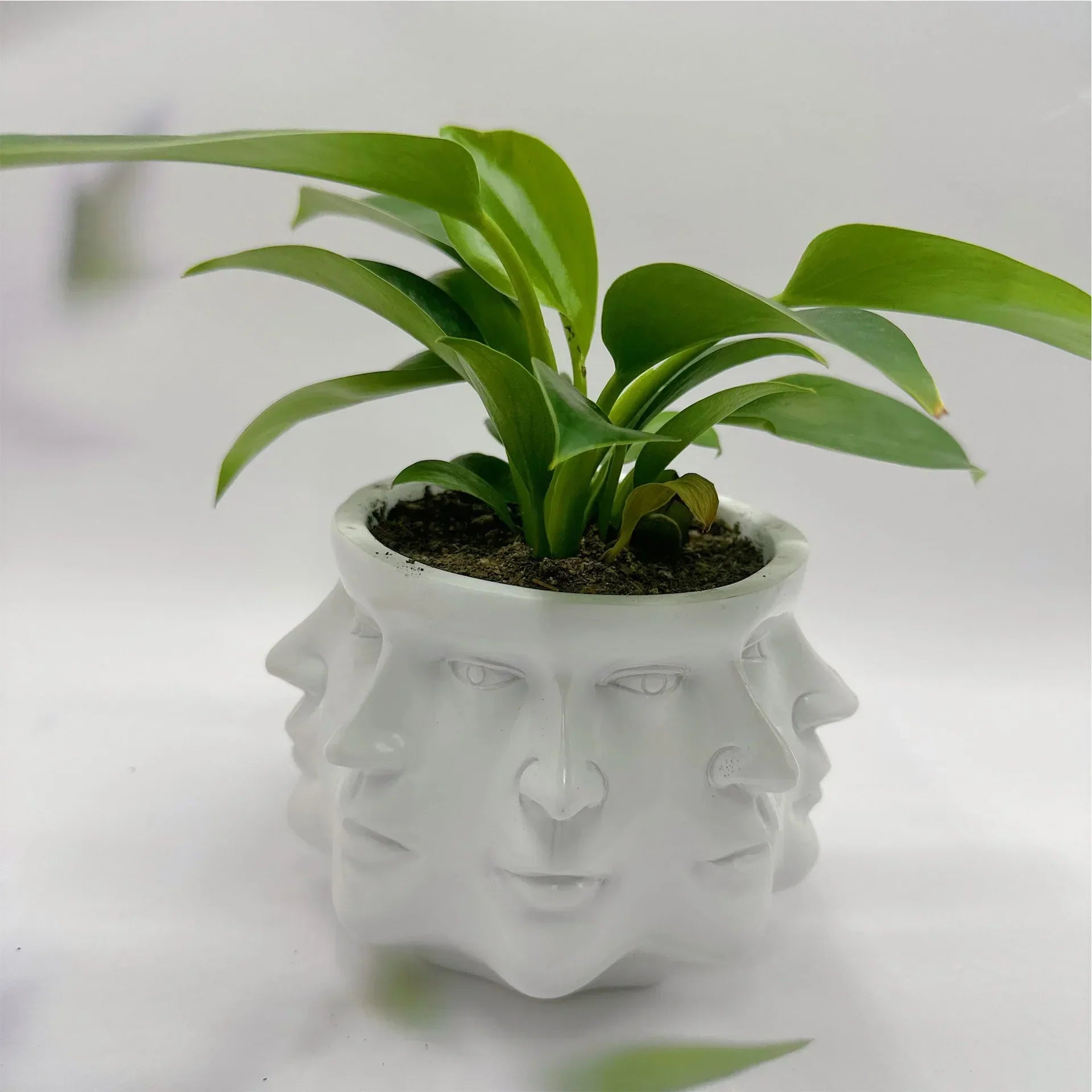 BowLift | FaceBloom 3D Face Planter